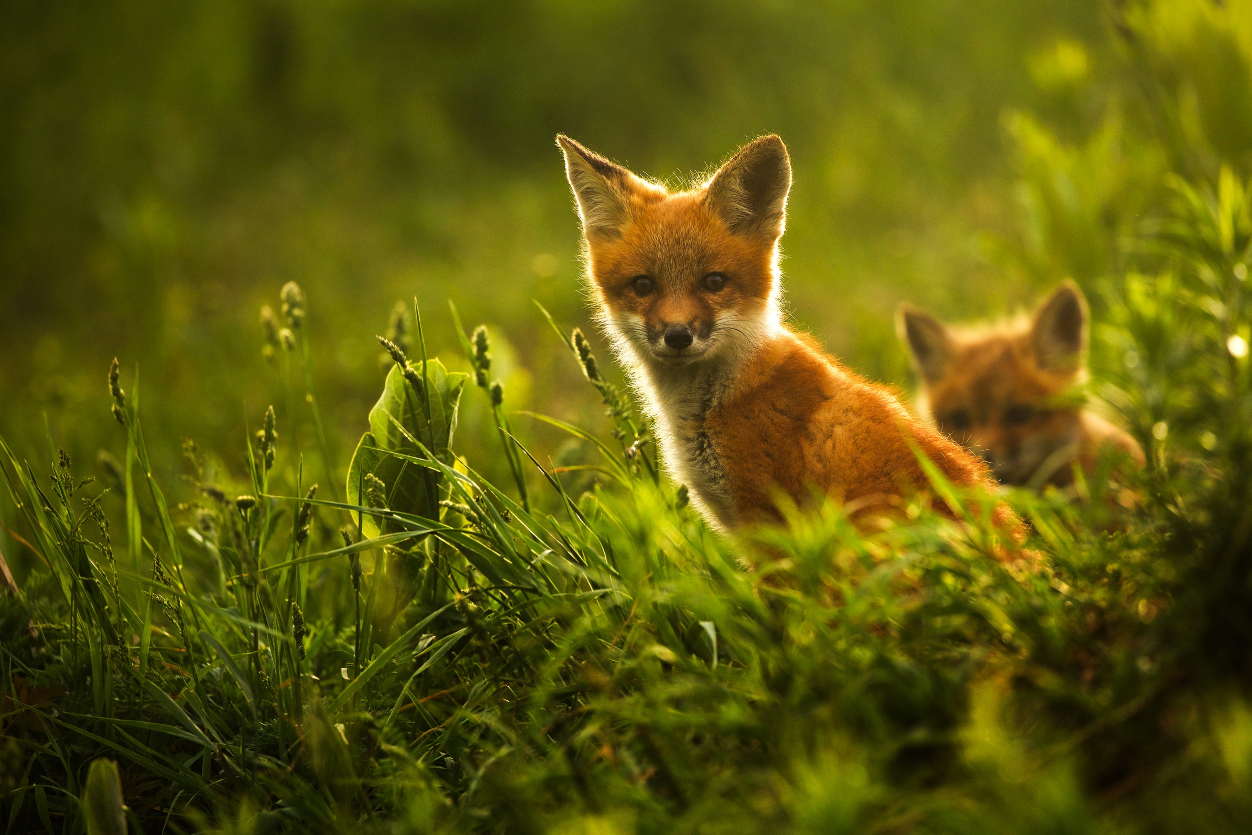 Red Fox - Summer 053