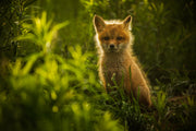 Red Fox - Summer 055
