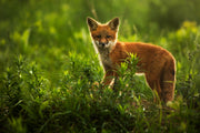 Red Fox - Summer 056