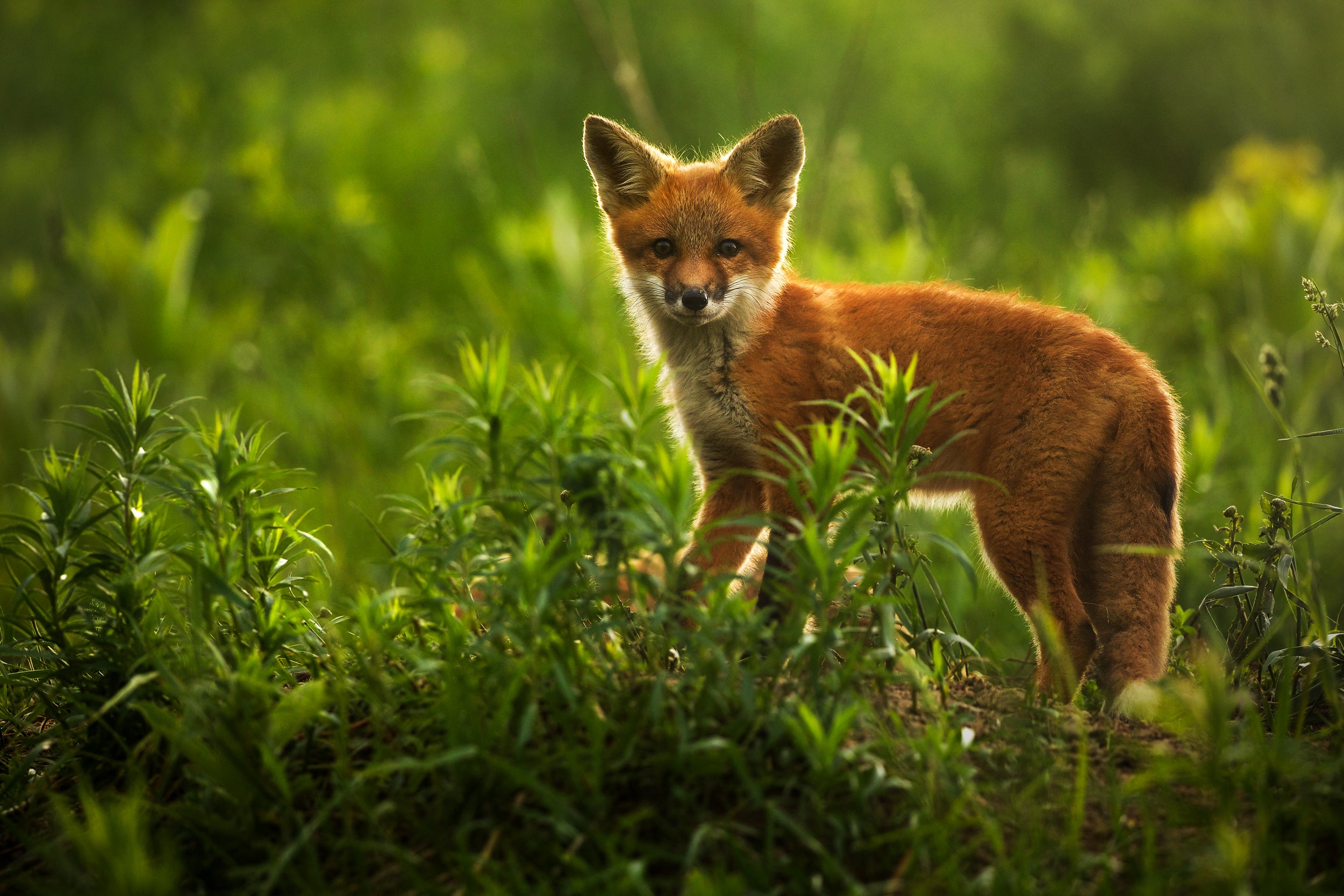 Red Fox - Summer 056