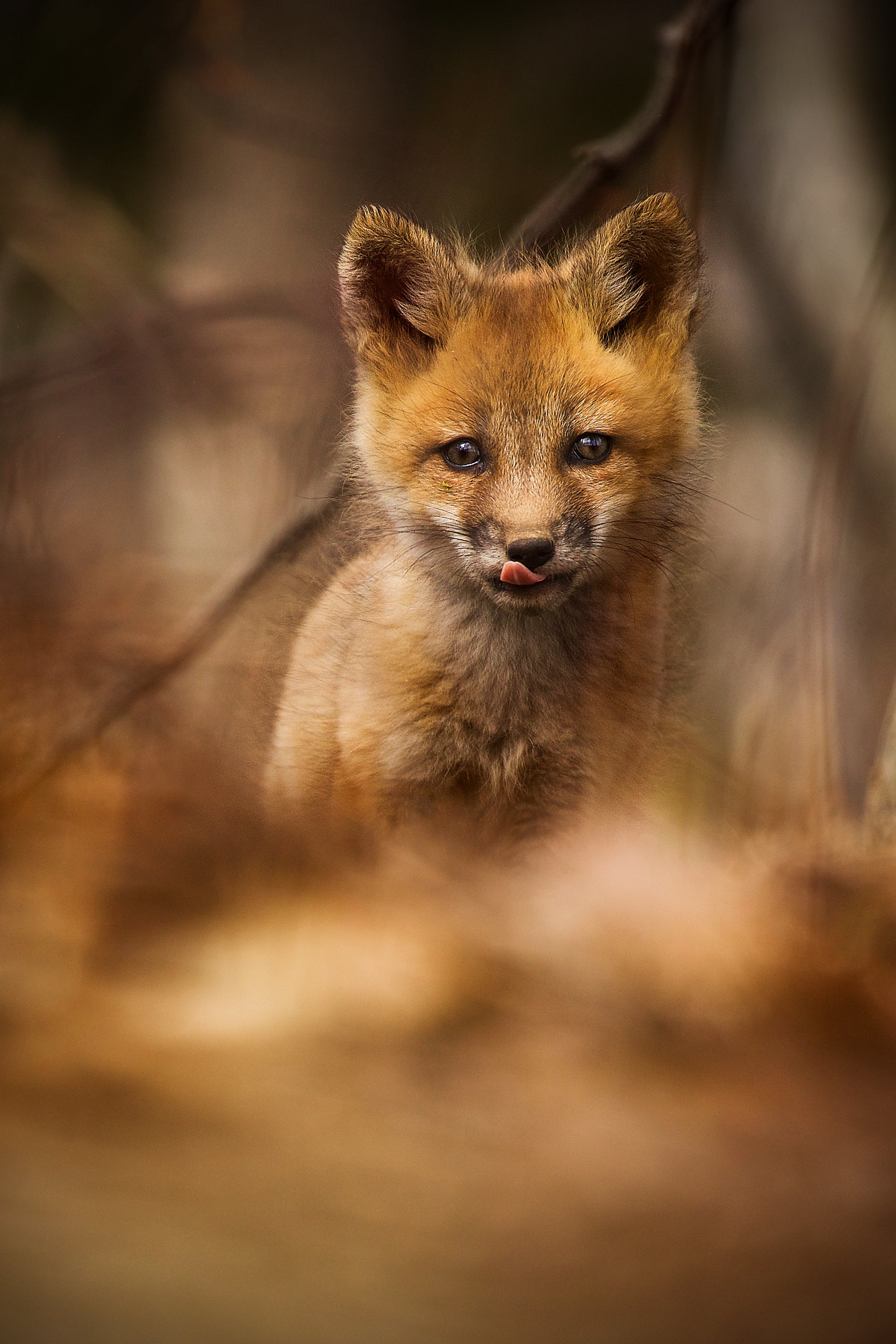 Red Fox - Summer 057