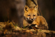 Red Fox - Summer 058