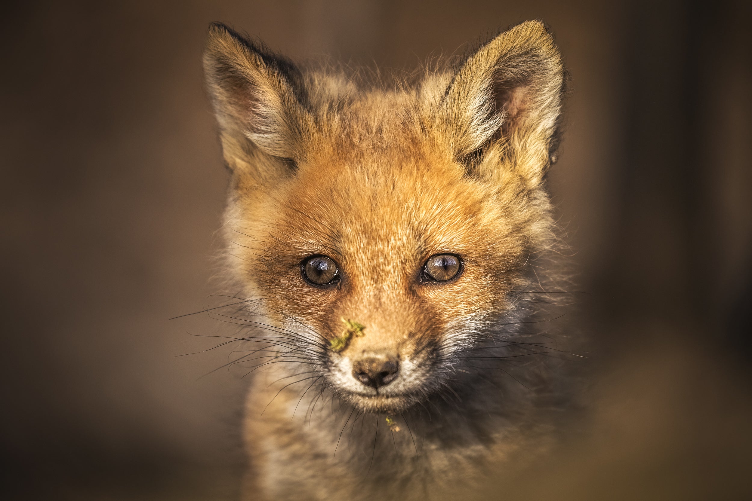 Red Fox - Summer 060