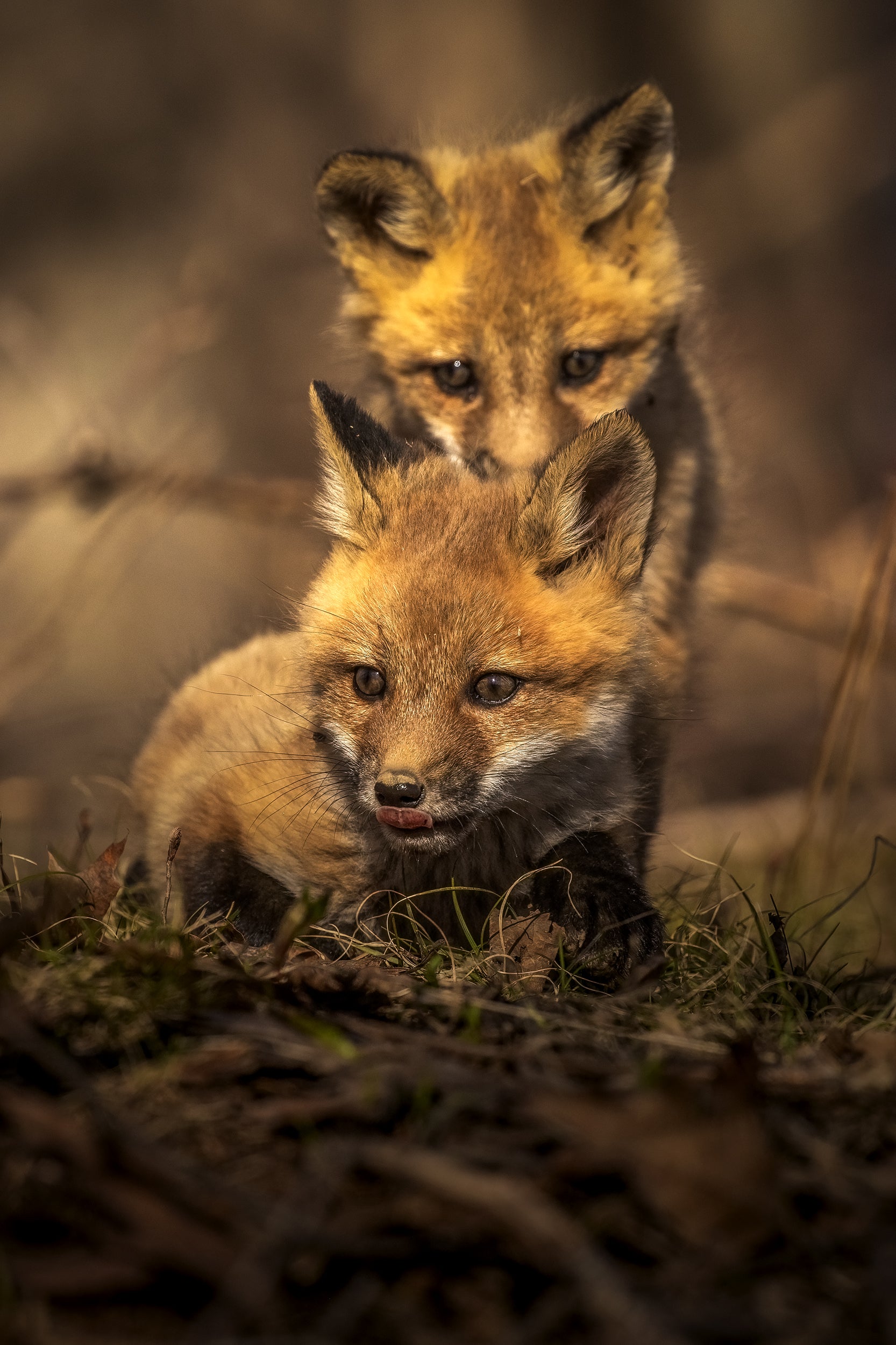 Red Fox - Summer 063
