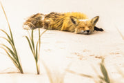 Red Fox - Summer 067
