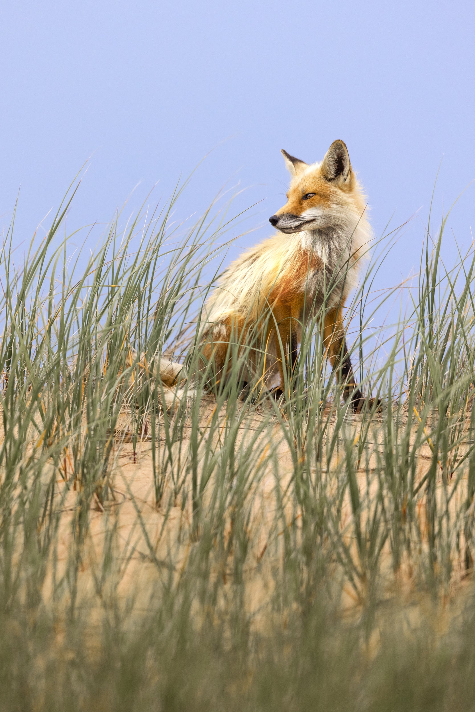 Red Fox - Summer 068