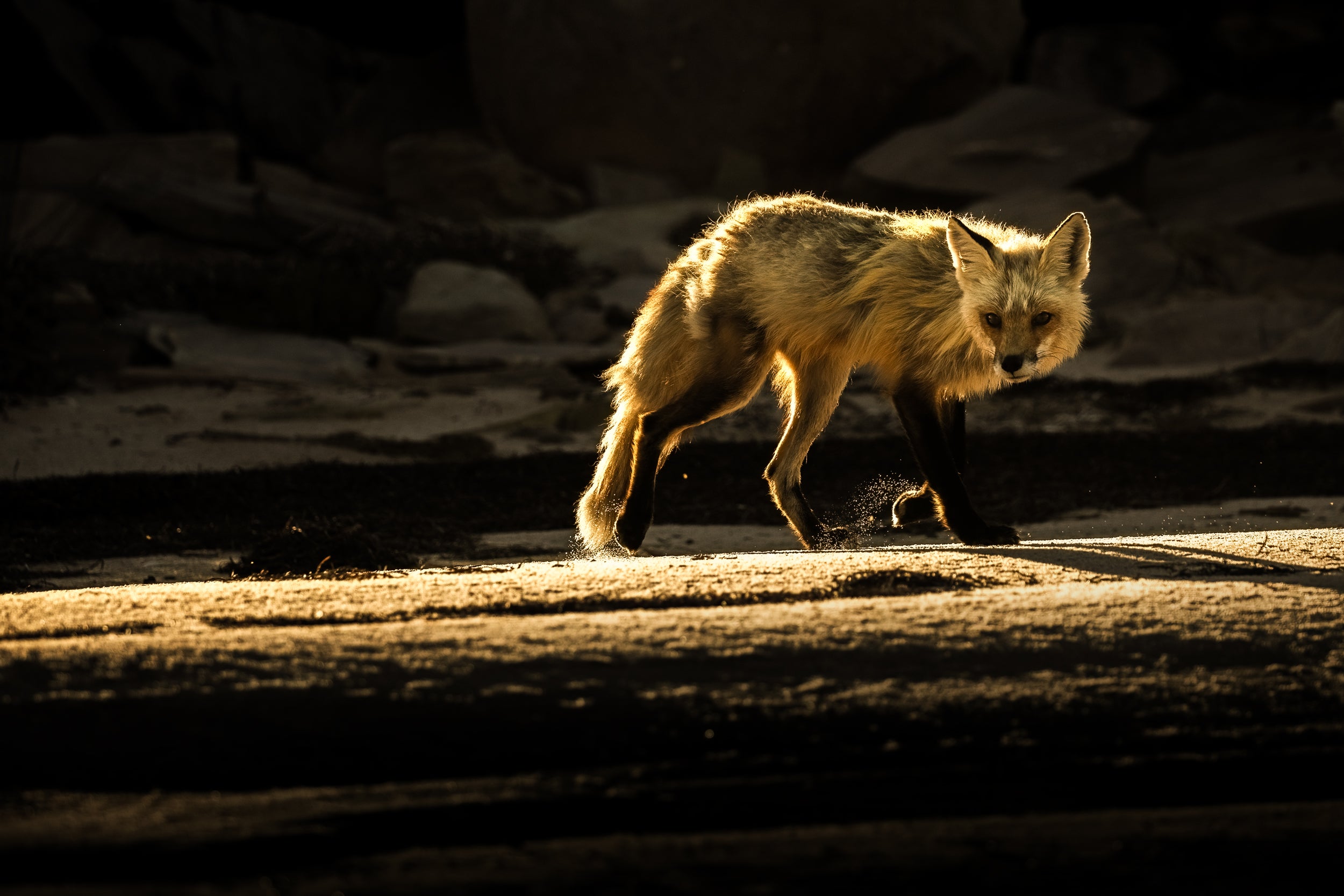 Red Fox - Summer 070