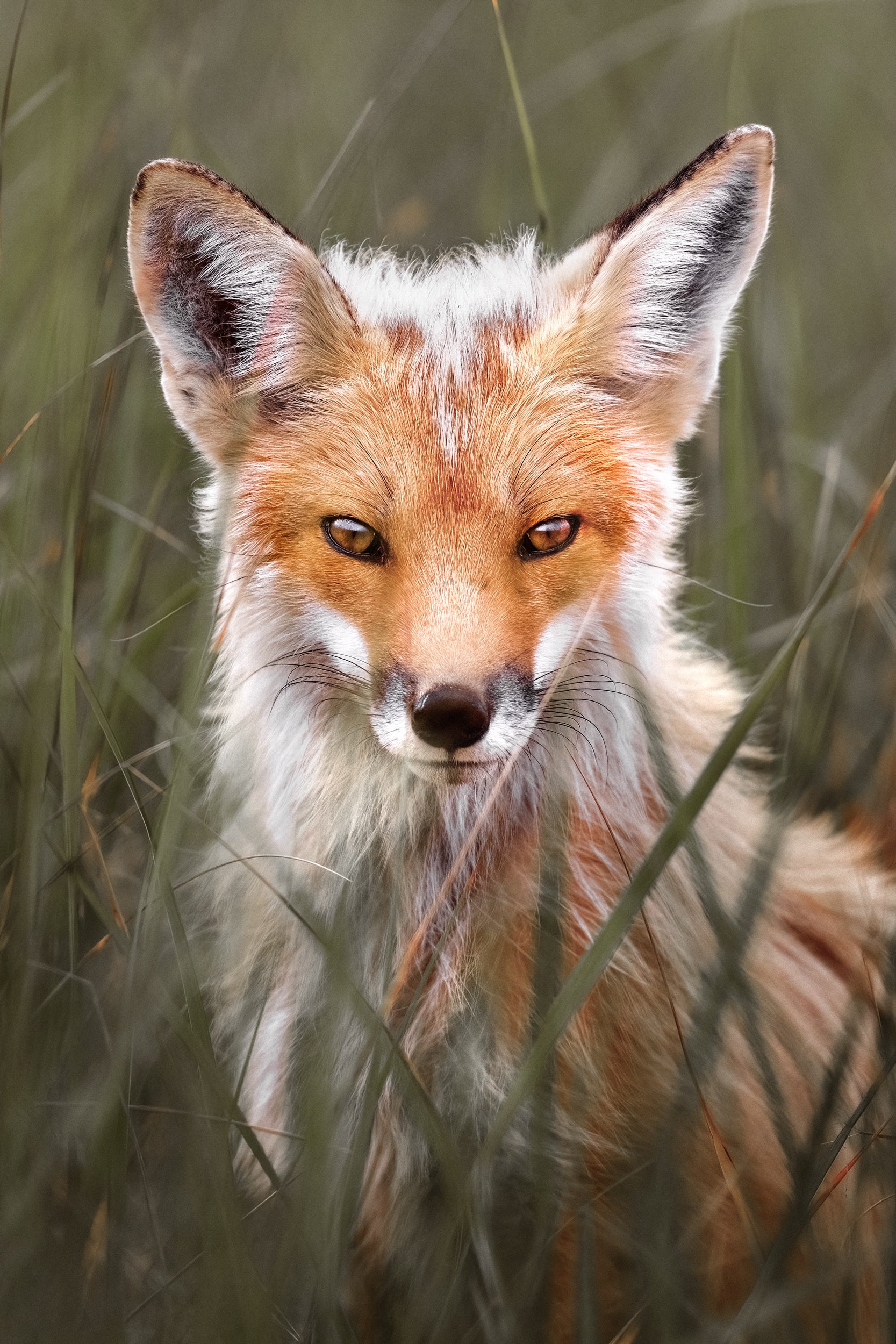 Red Fox - Summer 071