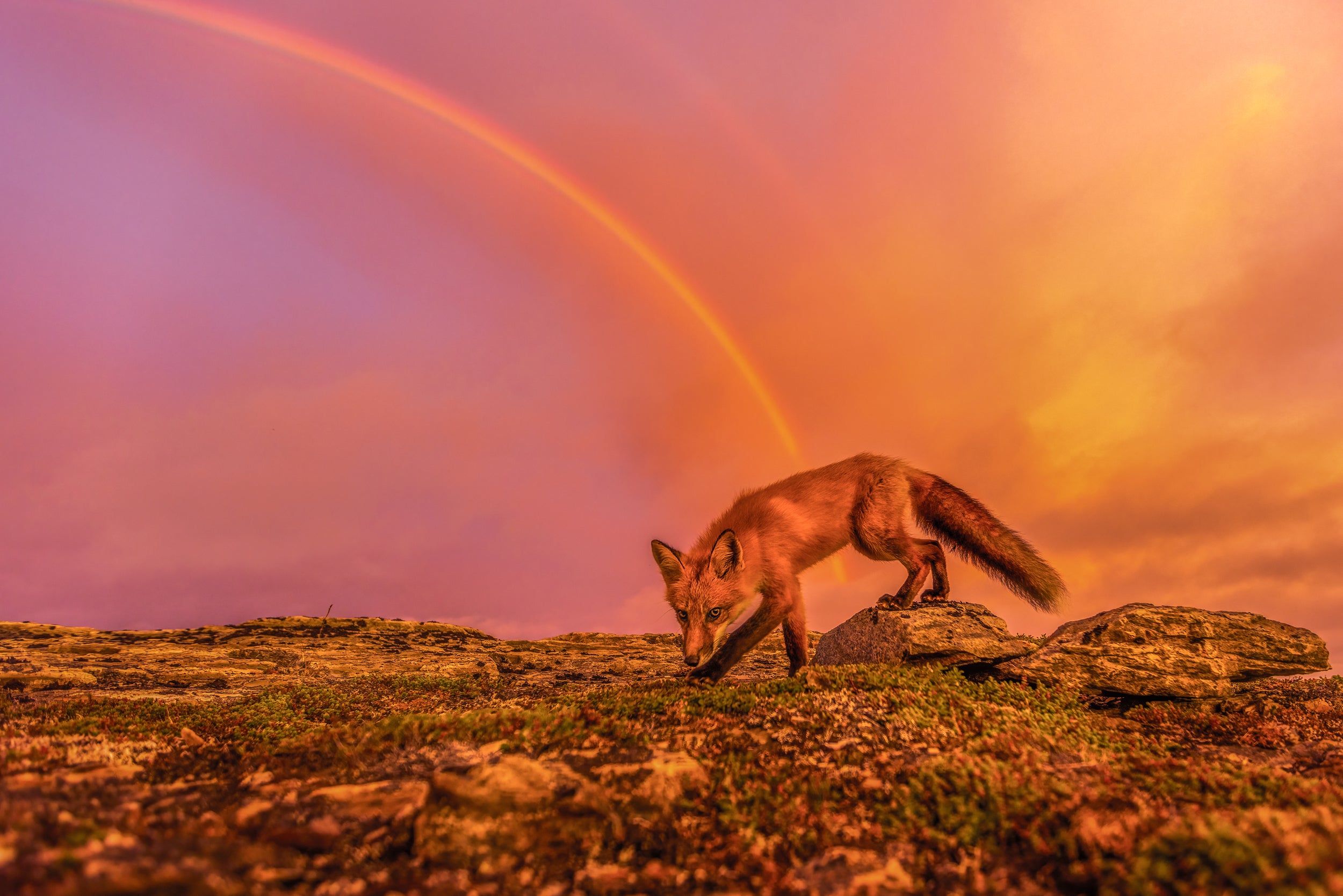 Red Fox - Summer 072