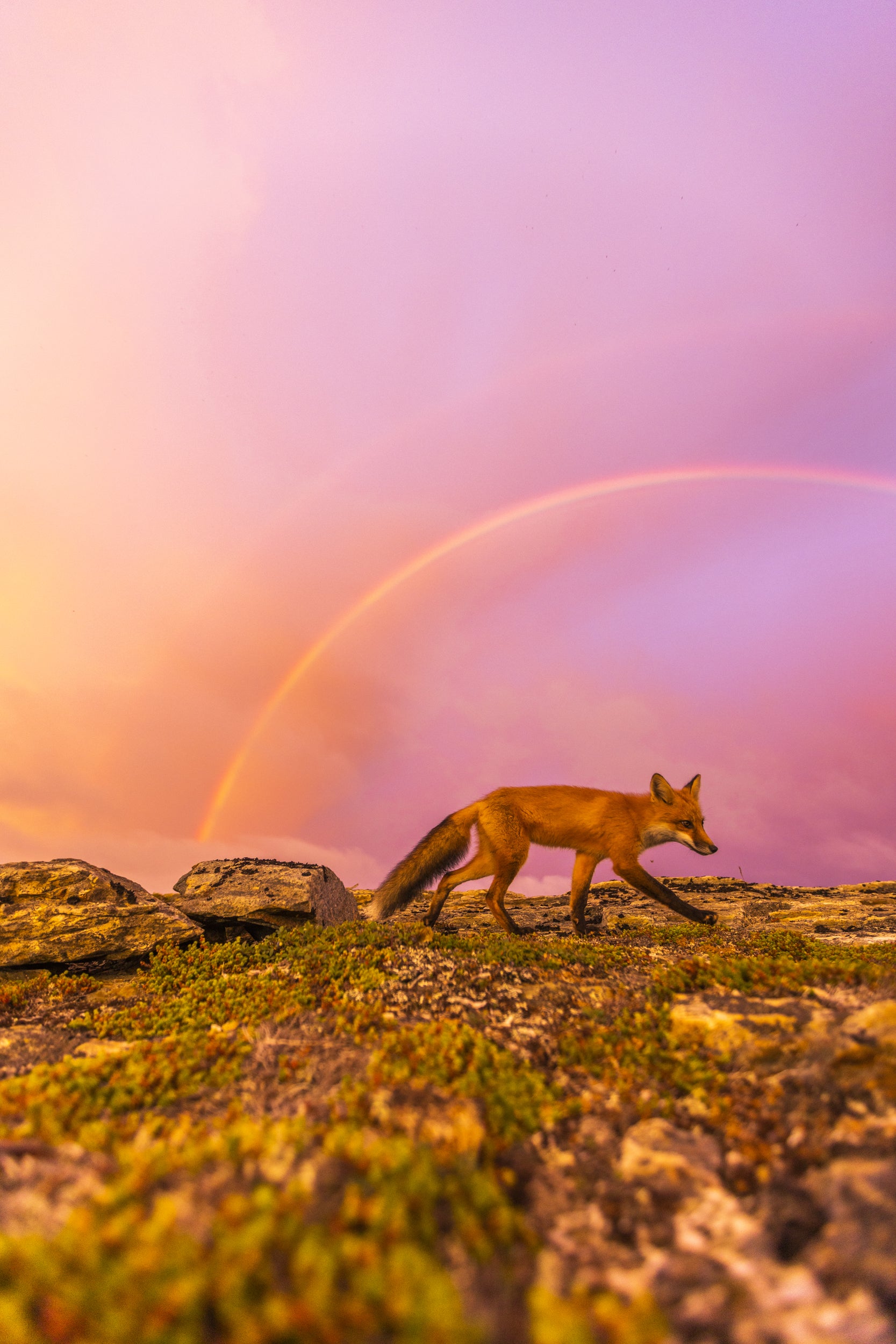 Red Fox - Summer 074