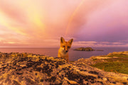 Red Fox - Summer 076