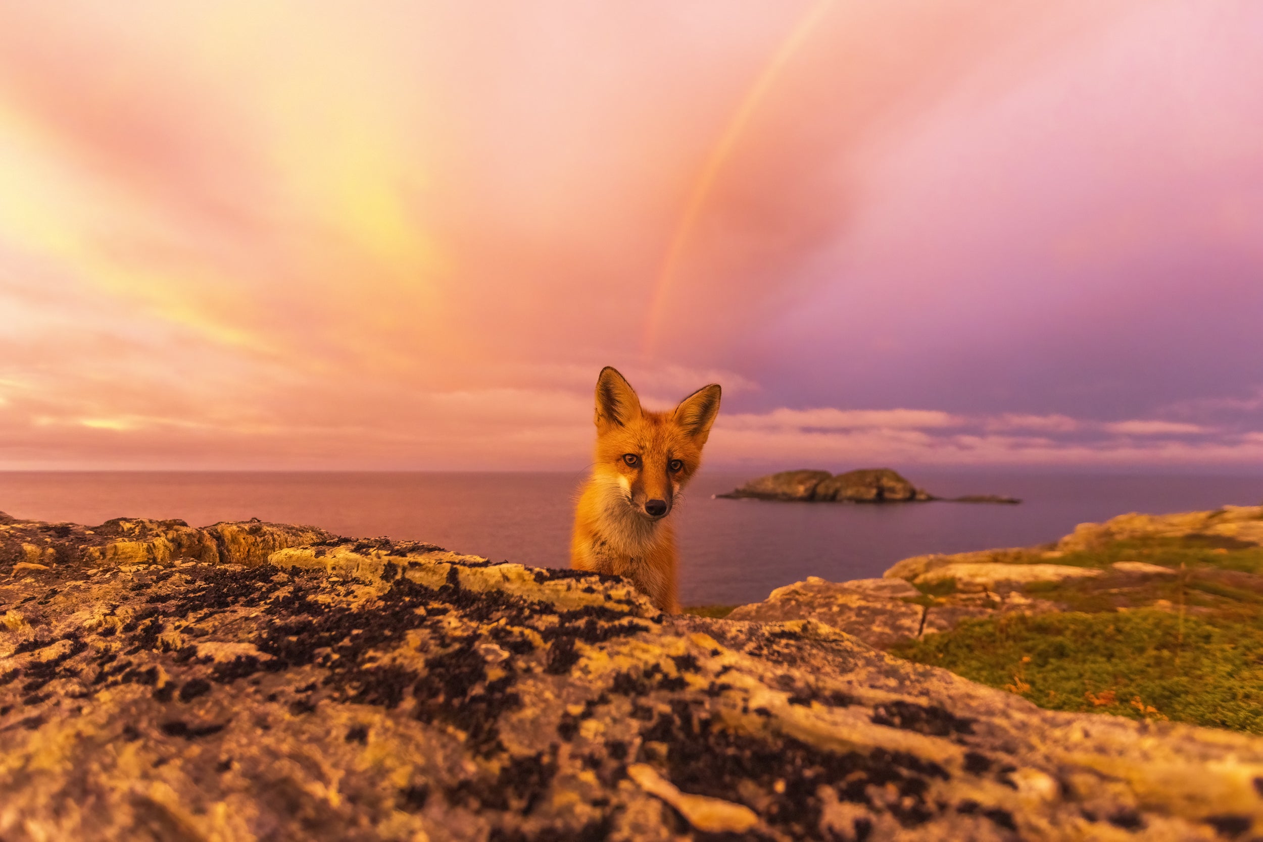 Red Fox - Summer 076