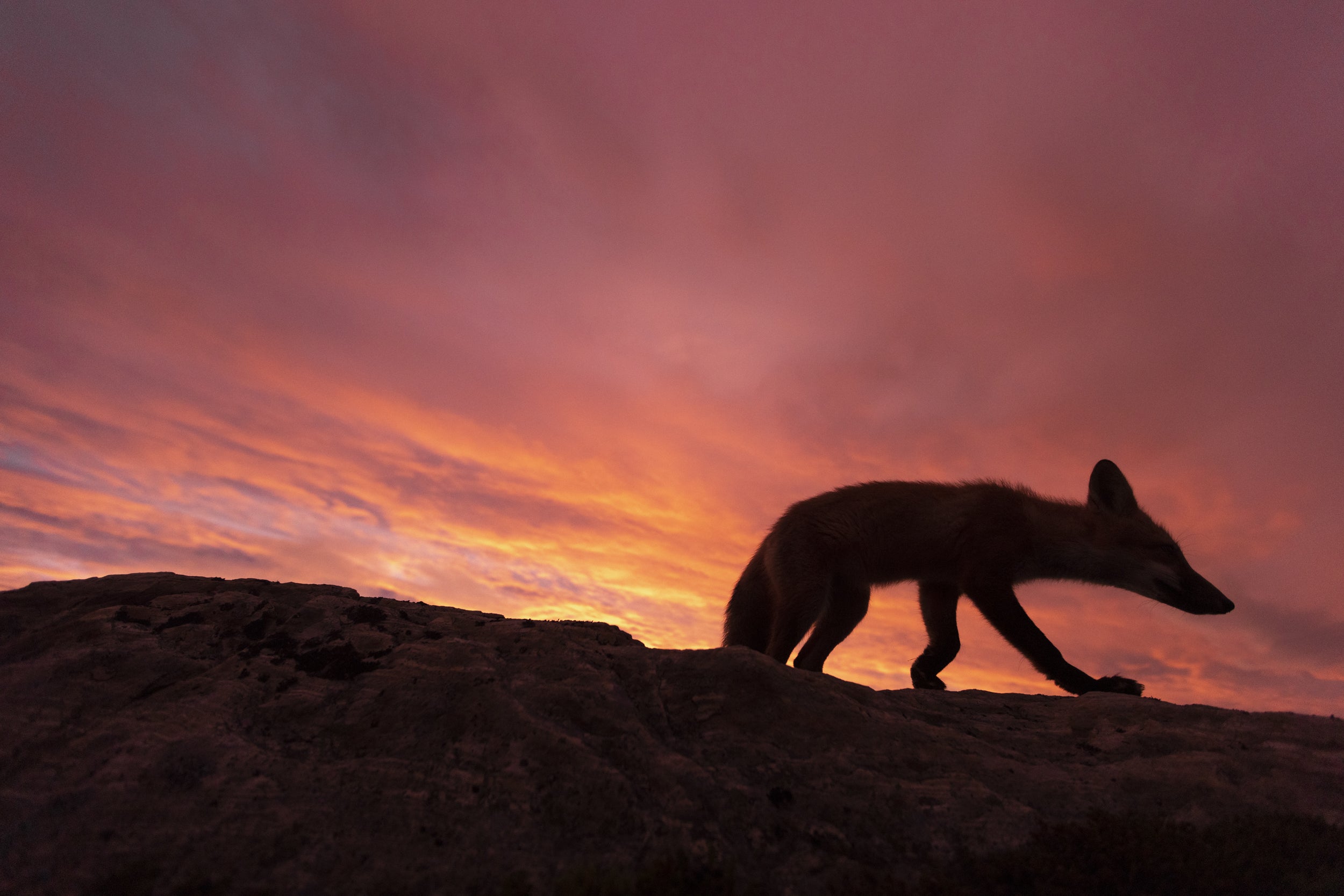 Red Fox - Summer 078