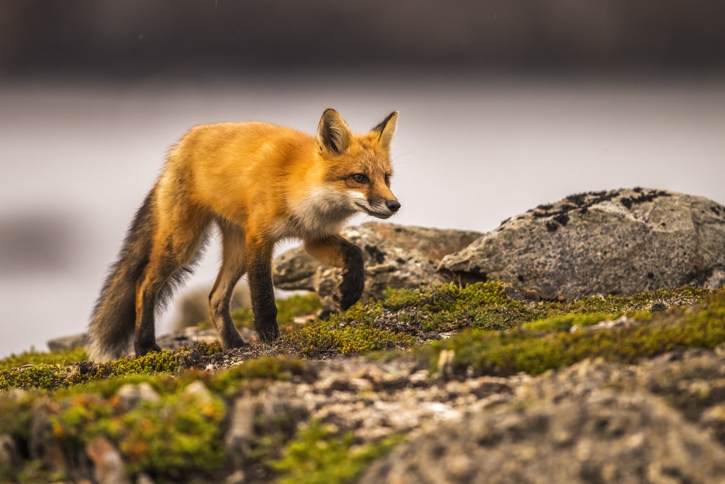 Red Fox - Summer 082