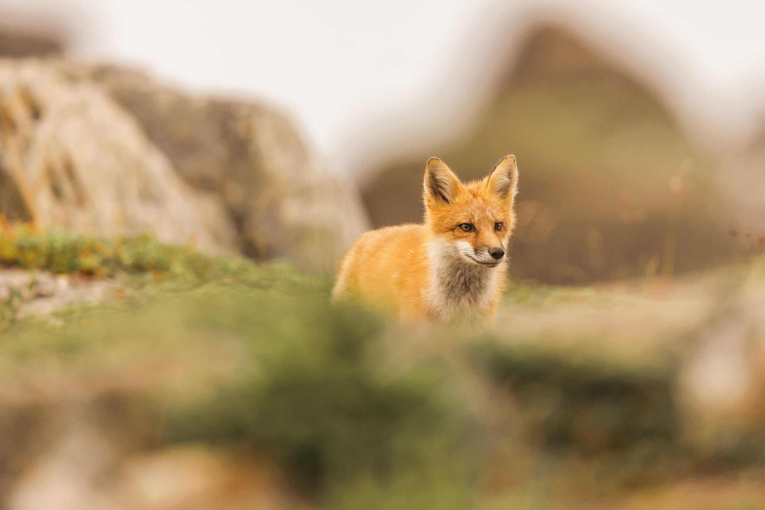 Red Fox - Summer 083