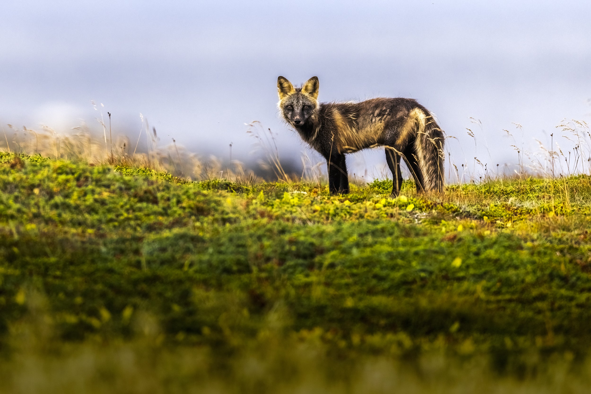Red Fox - Summer 084
