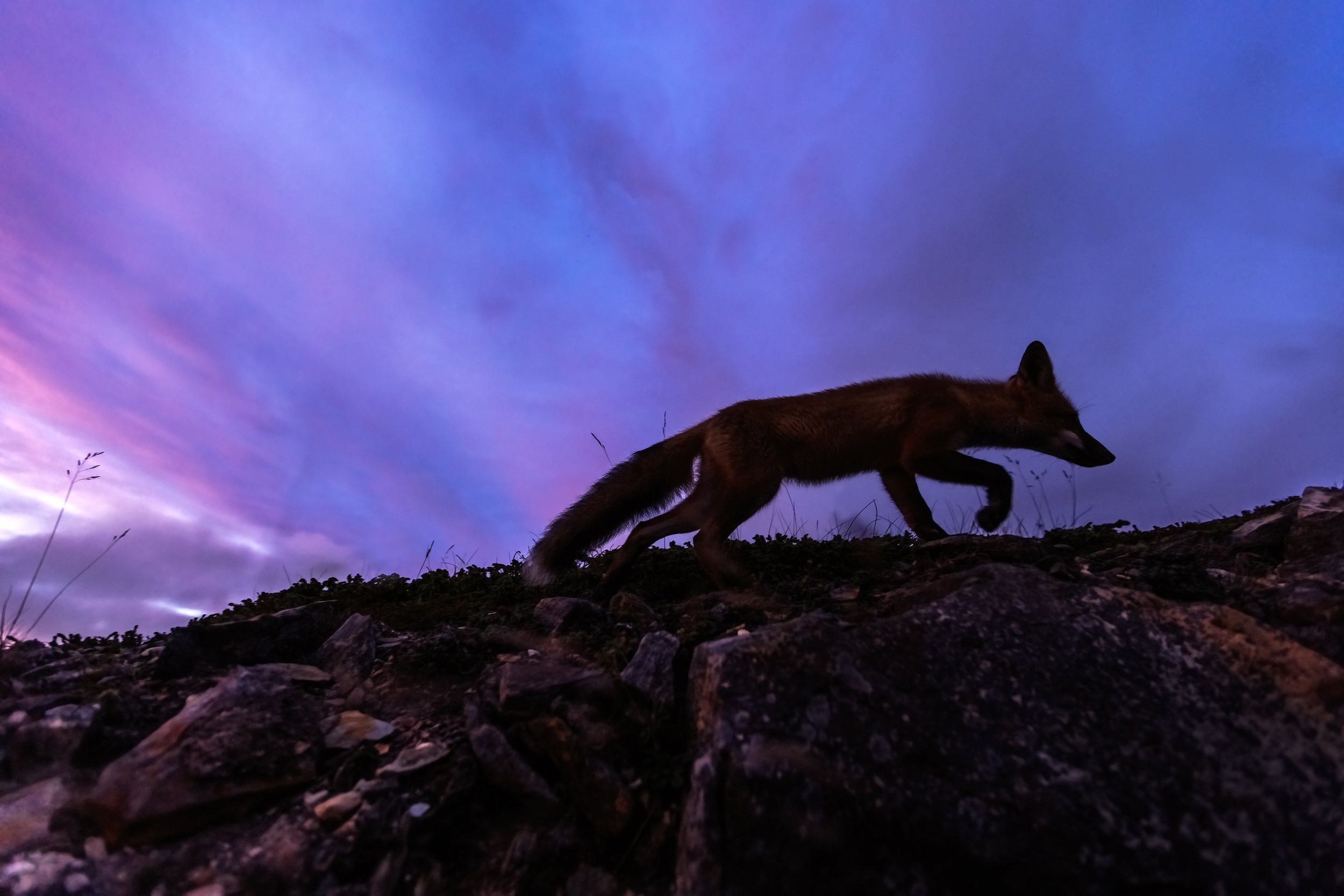 Red Fox - Summer 087