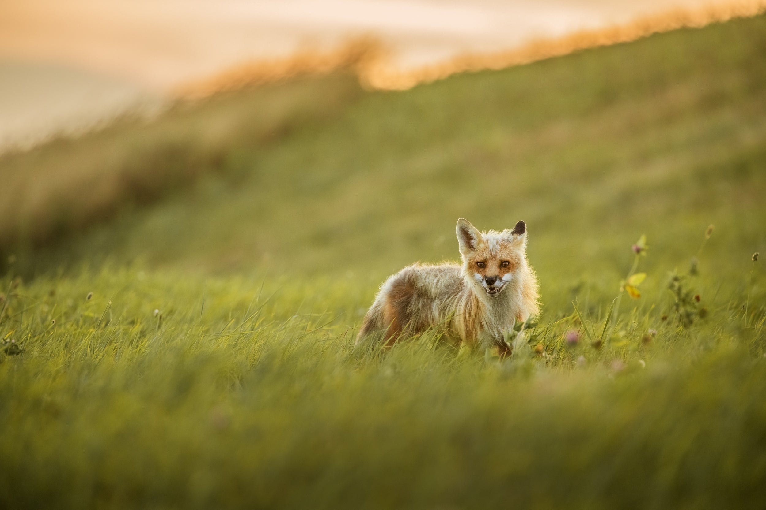 Red Fox - Summer 091
