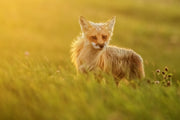 Red Fox - Summer 092