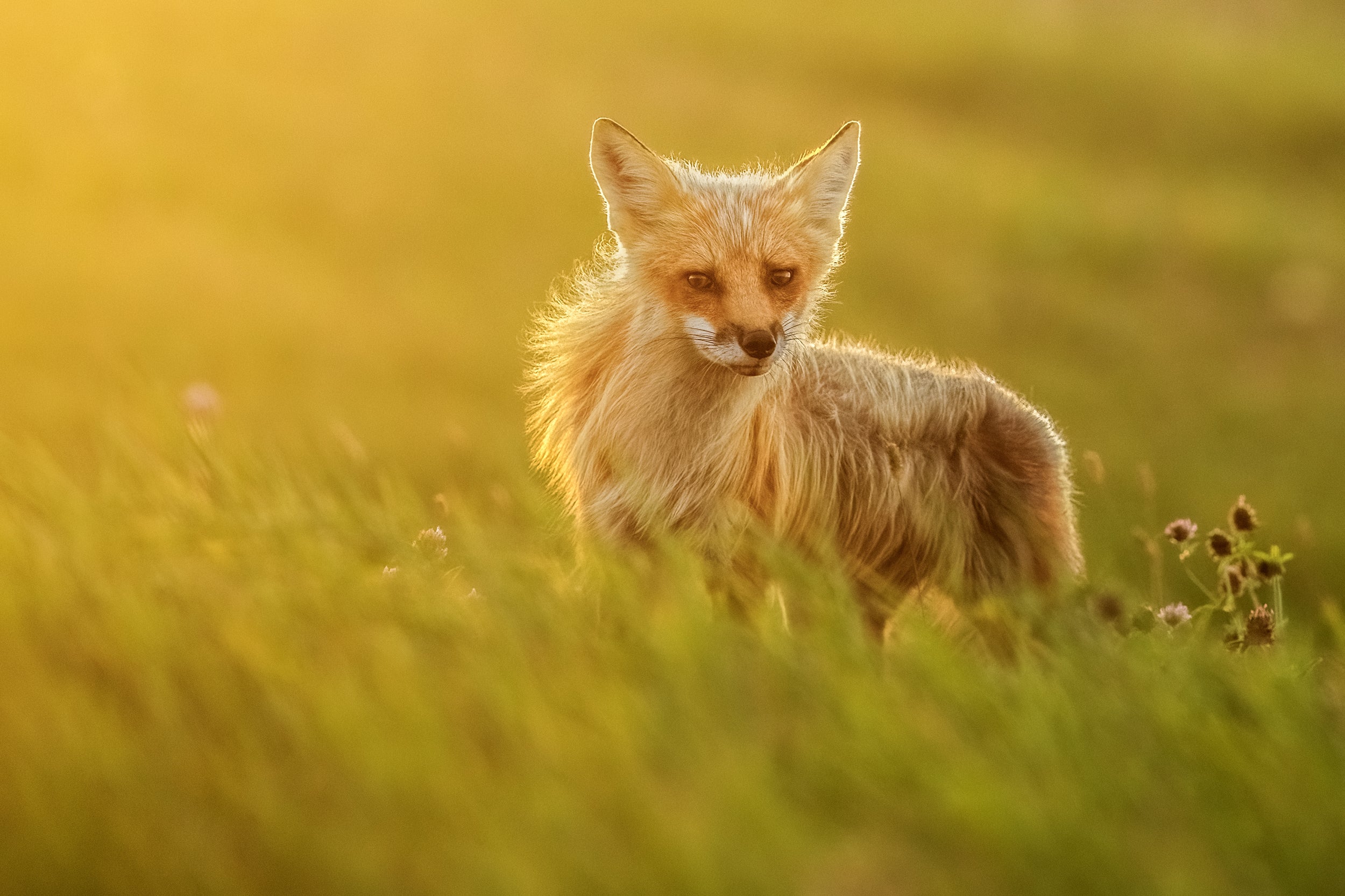 Red Fox - Summer 092