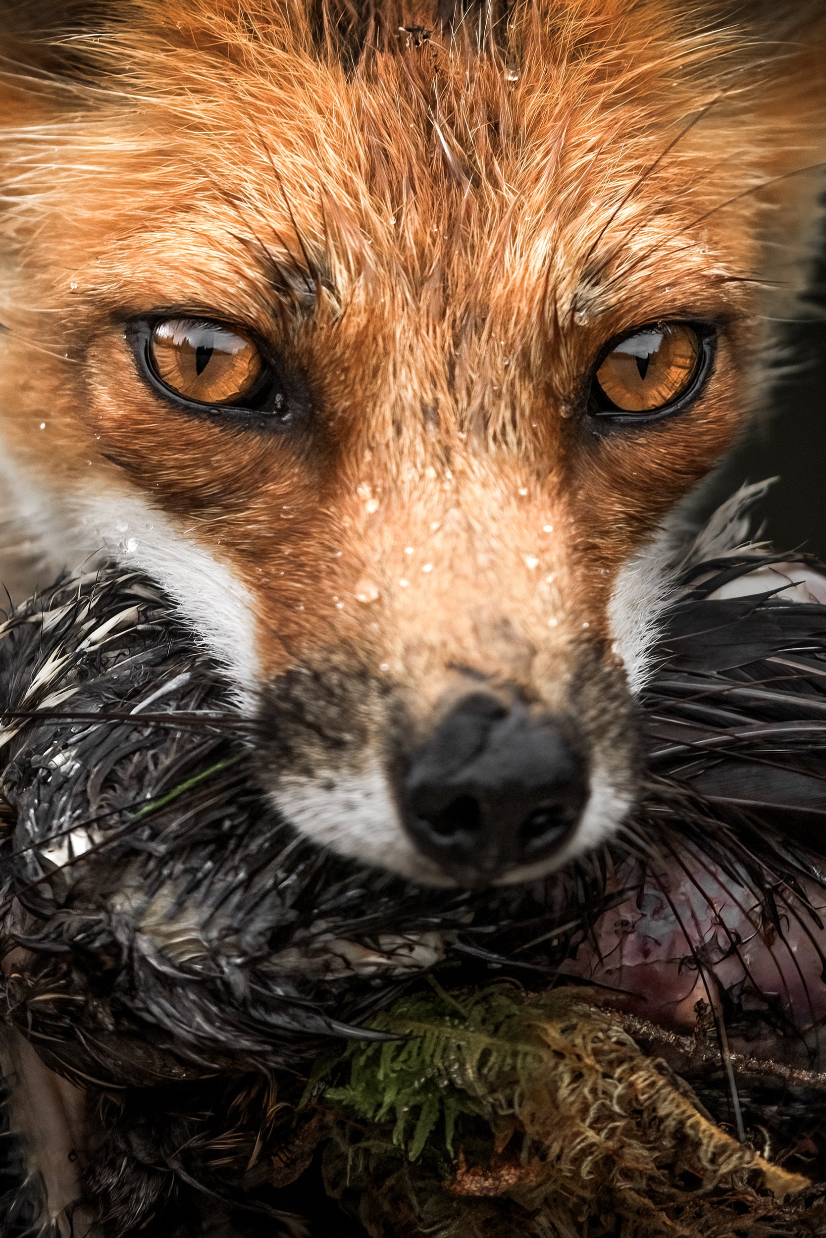 Red Fox - Summer 096