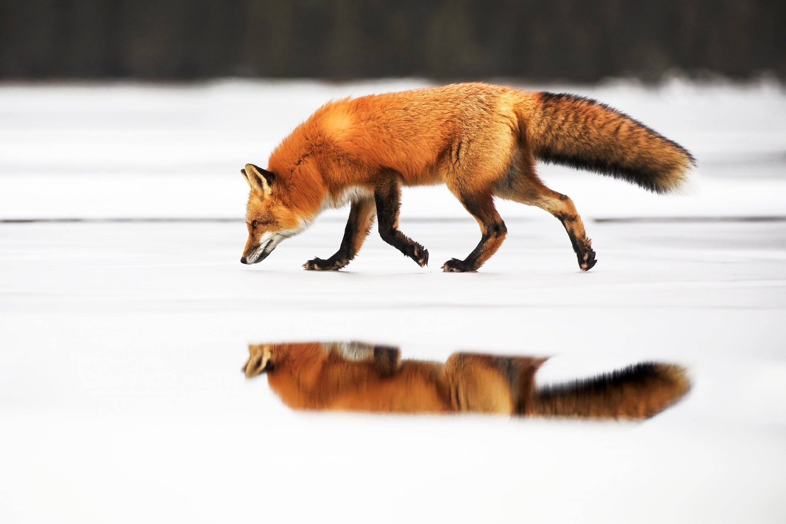 Red Fox - Winter 002