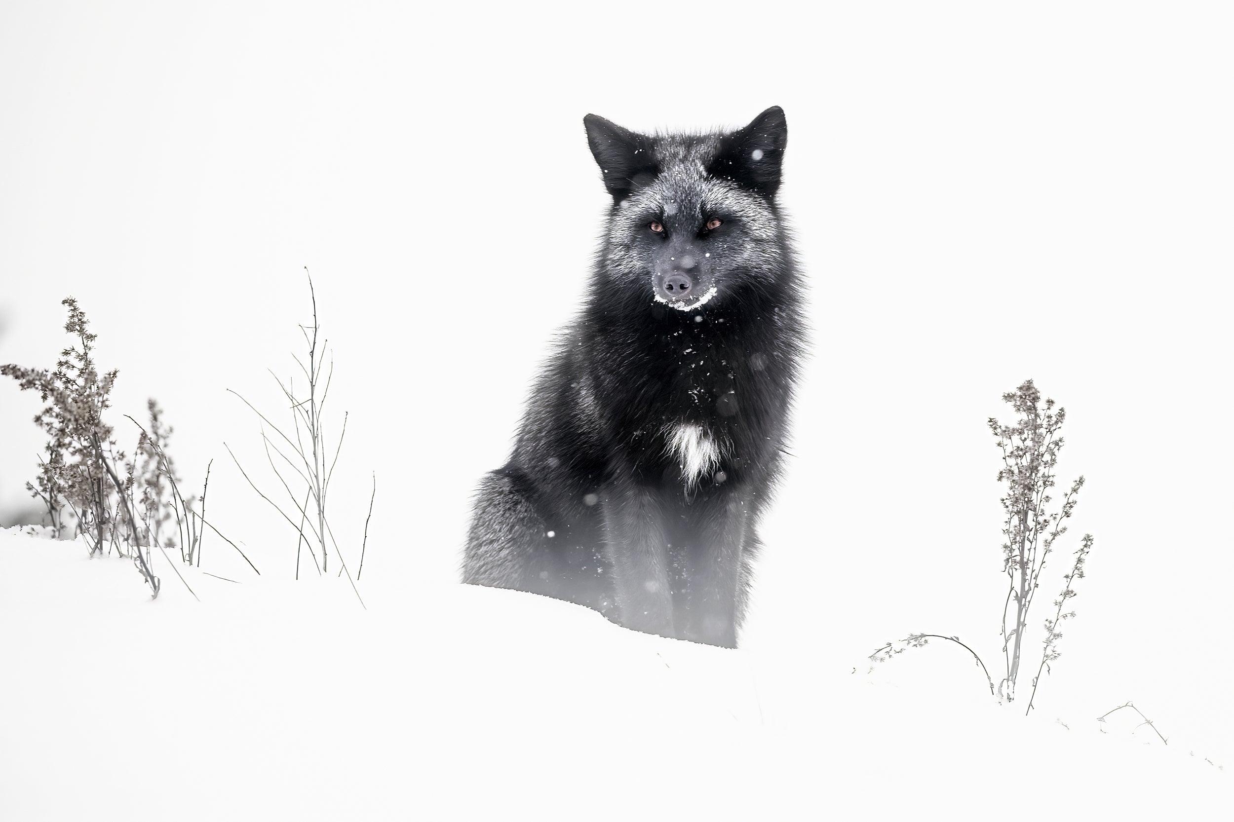 Red Fox - Winter 003