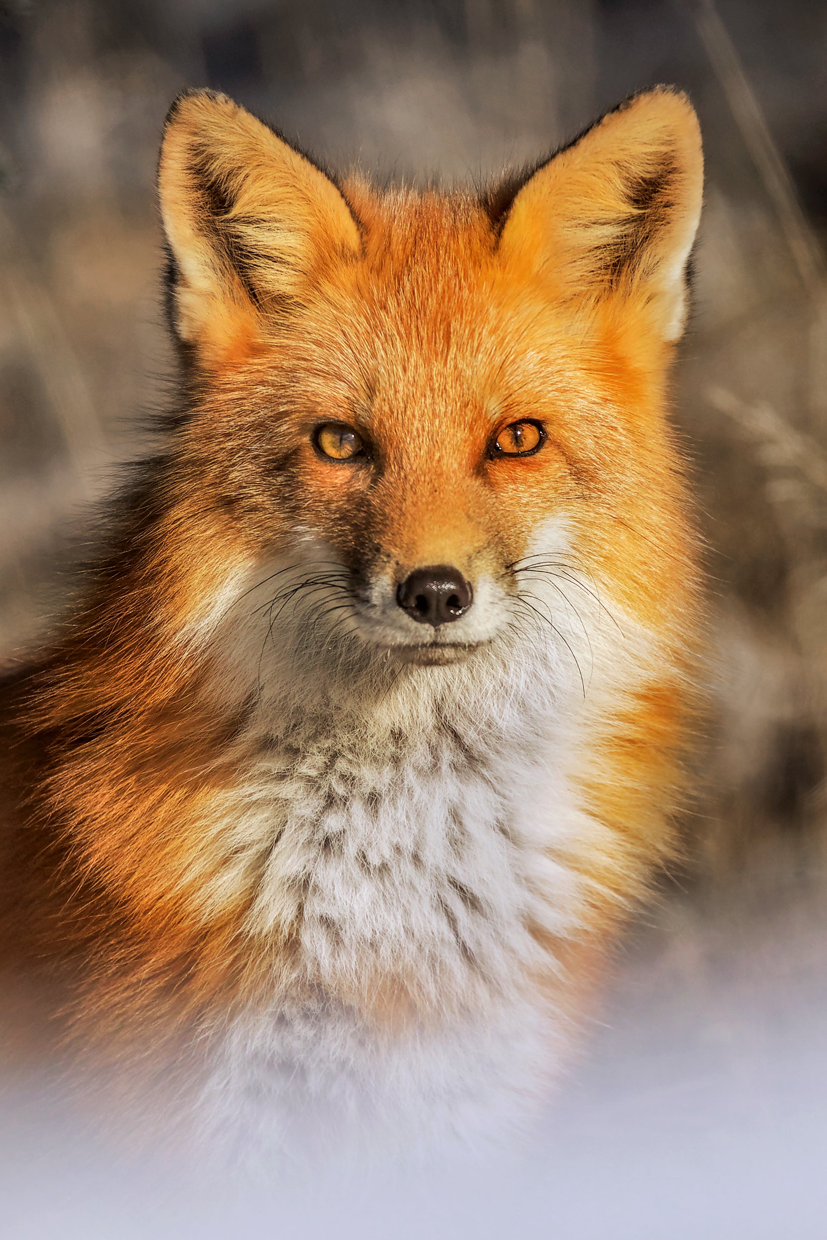 Red Fox - Winter 005