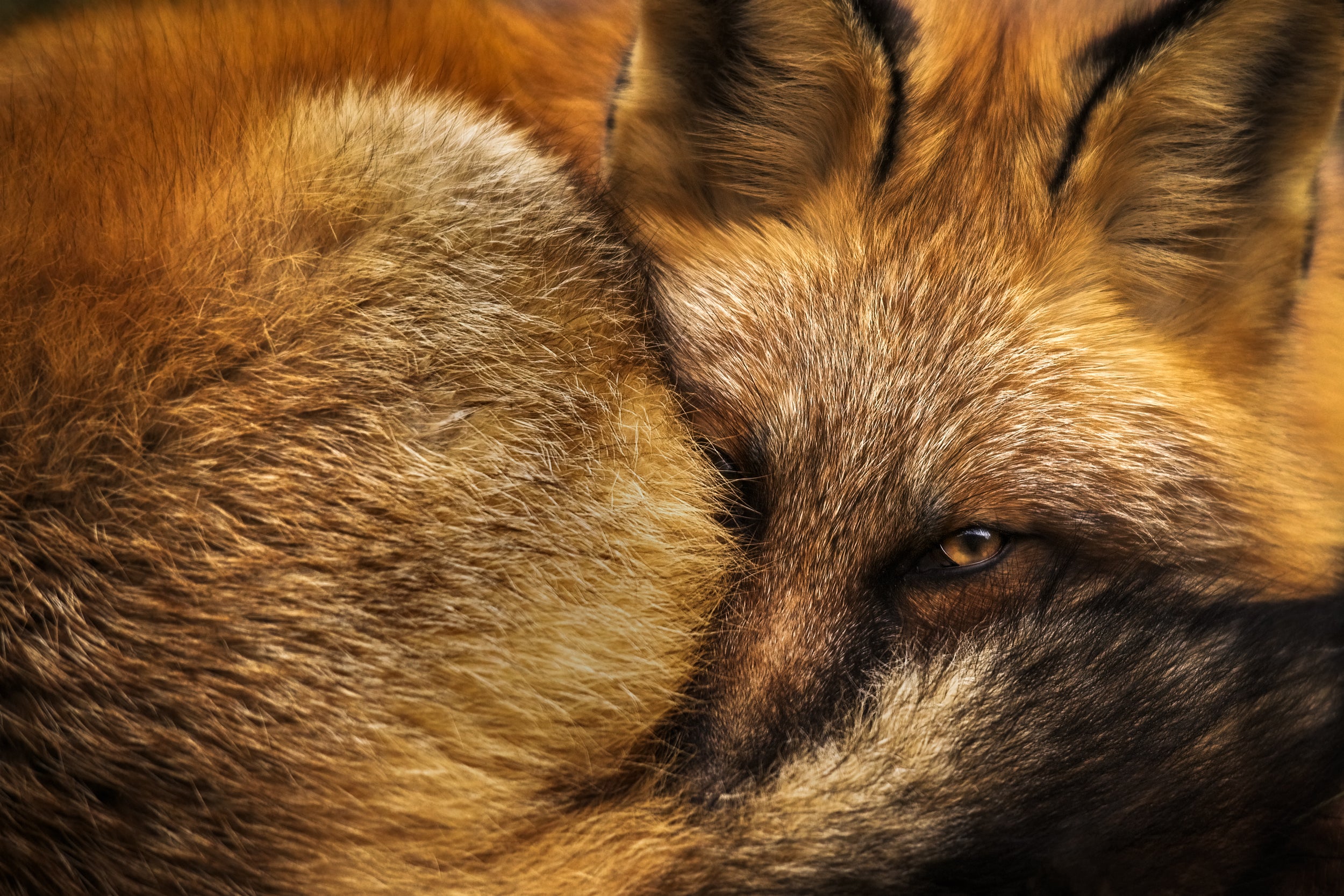 Red Fox - Winter 009
