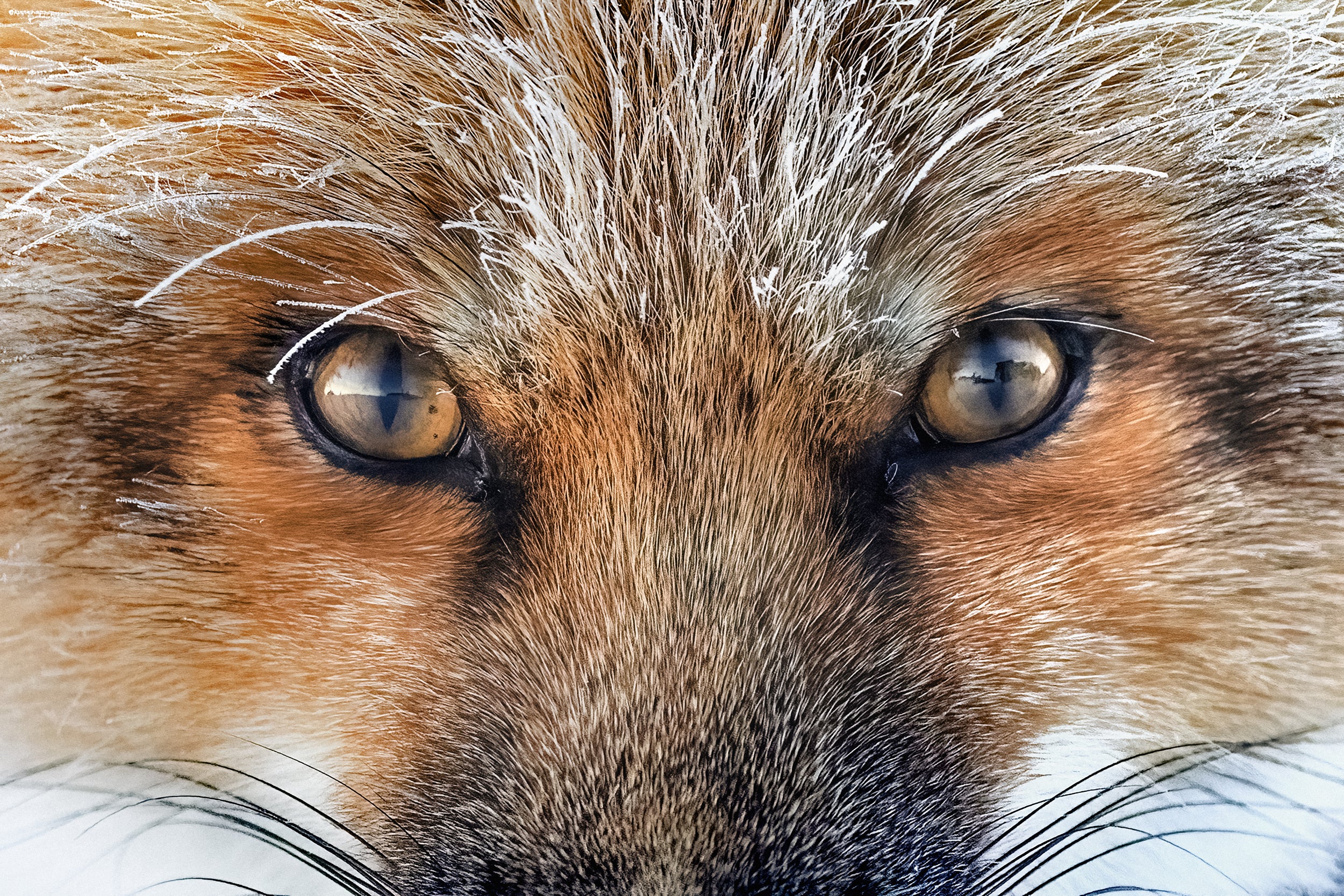 Red Fox - Winter 100