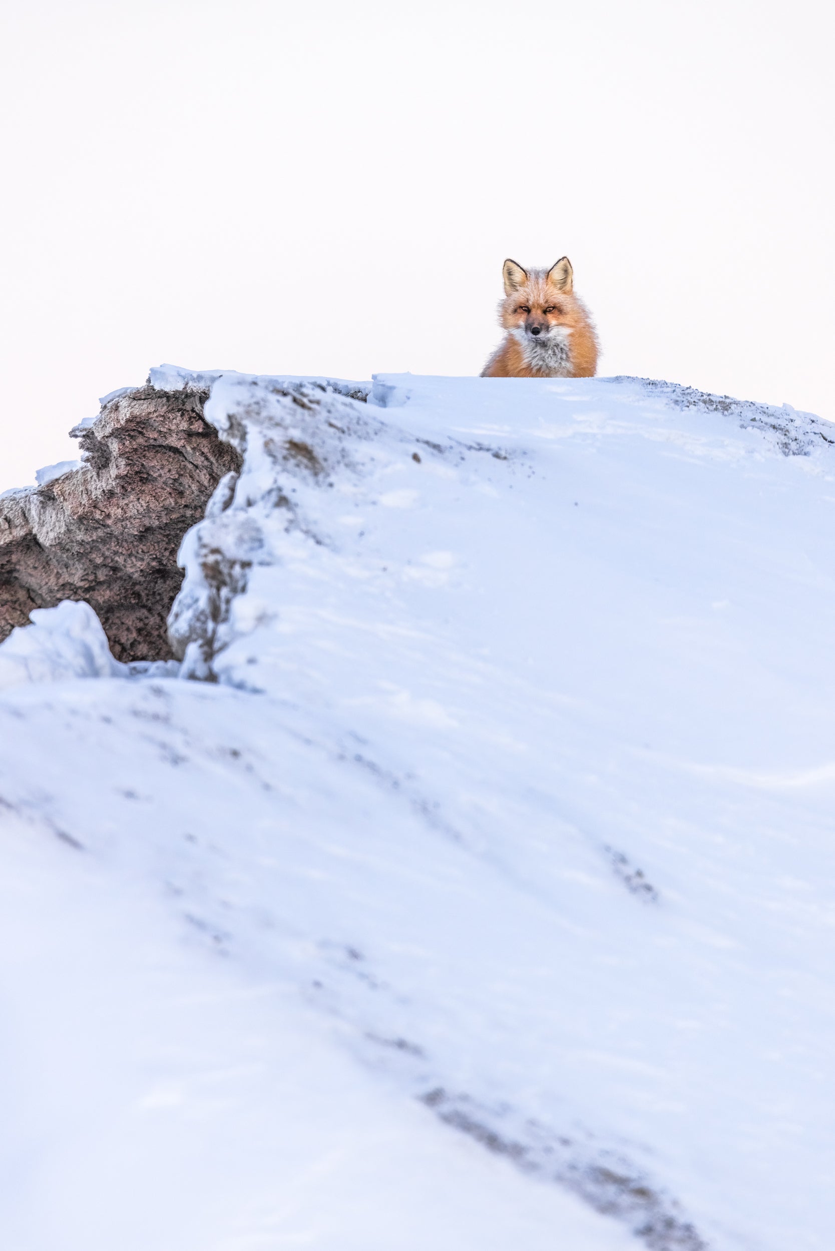 Red Fox - Winter 103