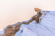 Renard roux - Hiver 104