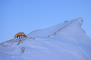 Red Fox - Winter 106