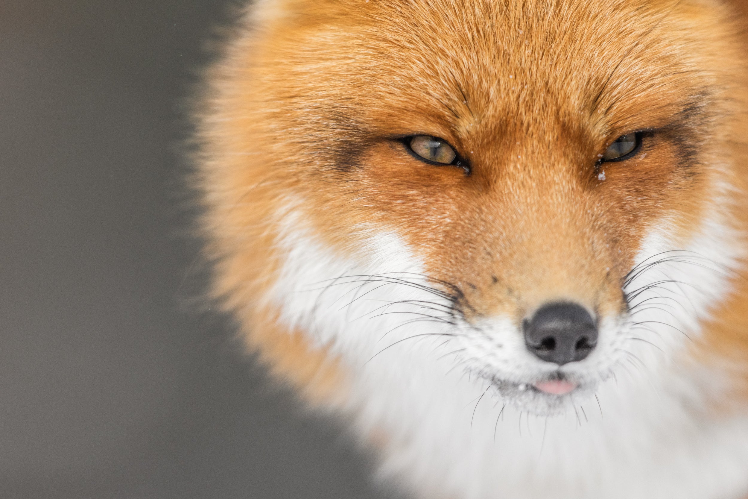 Red Fox - Winter 113