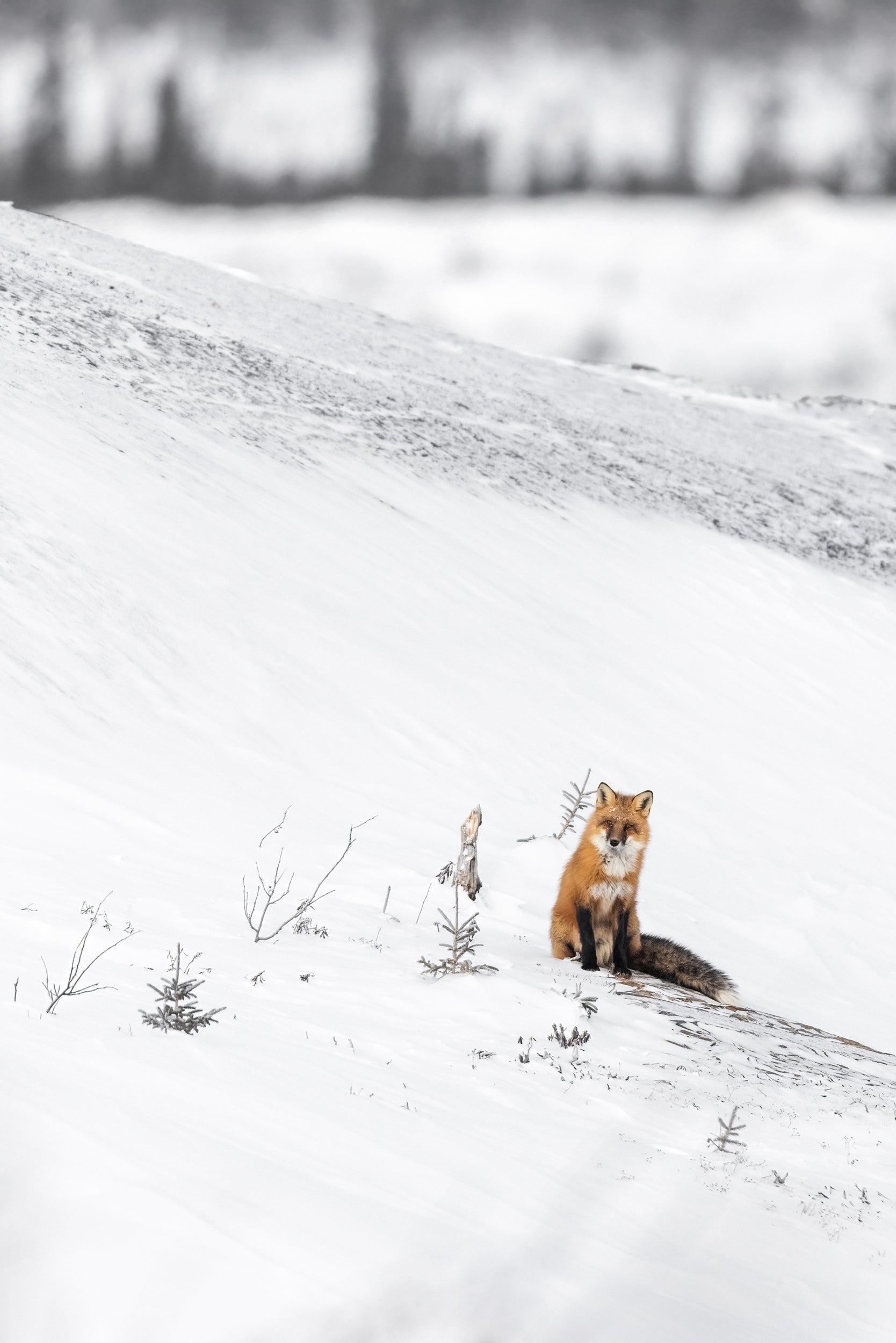 Red Fox - Winter 115