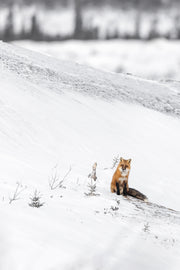 Red Fox - Winter 115