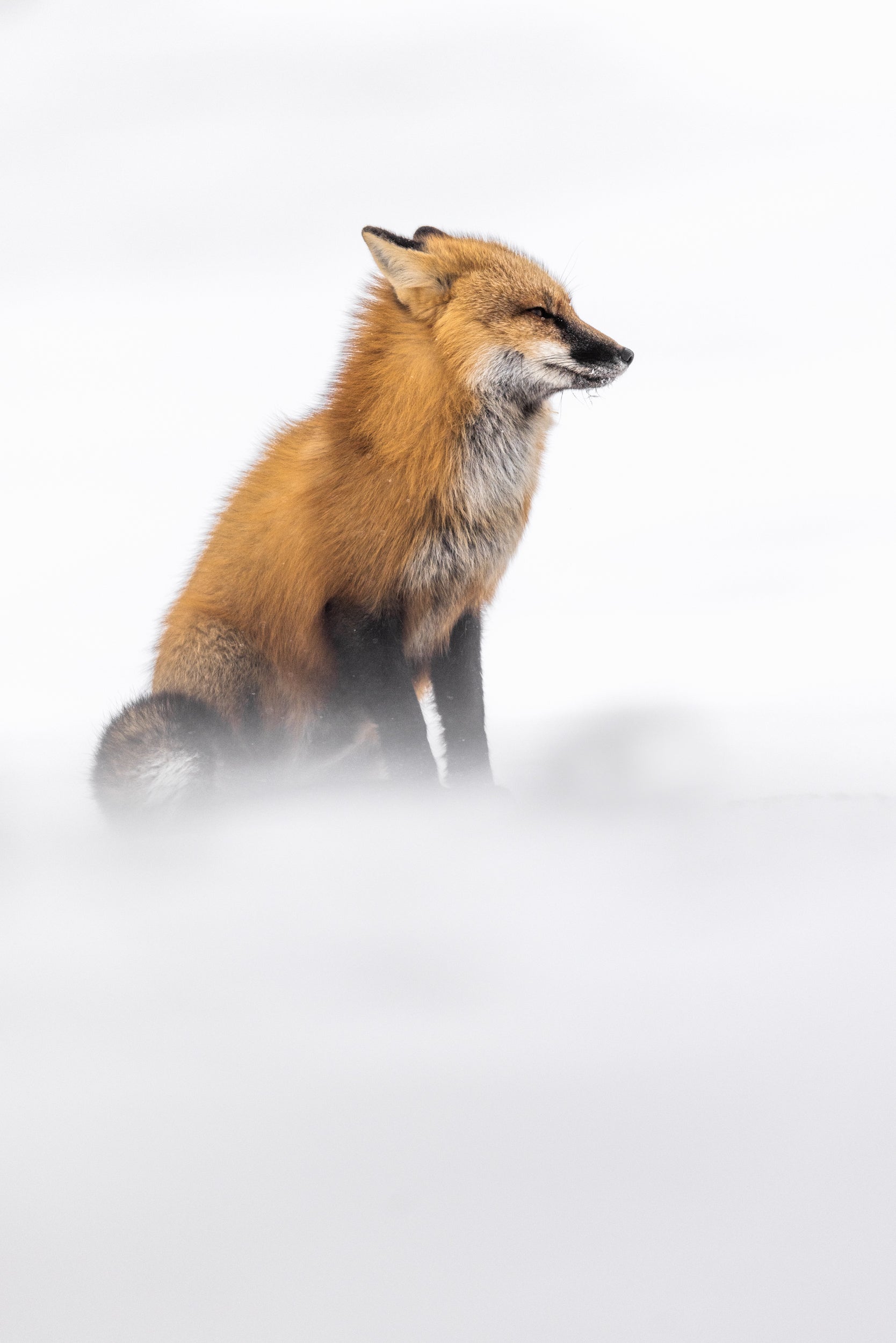 Red Fox - Winter 117