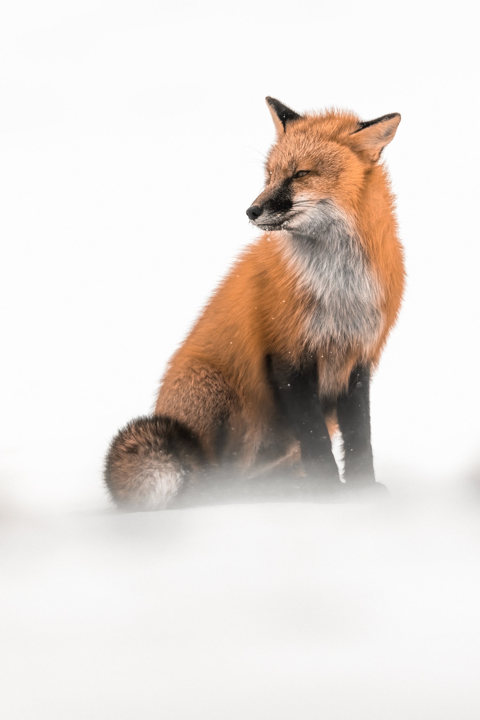 Red Fox - Winter 118