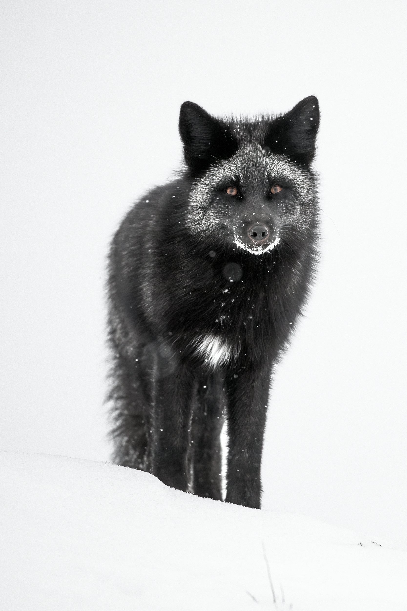 Red Fox - Winter 121