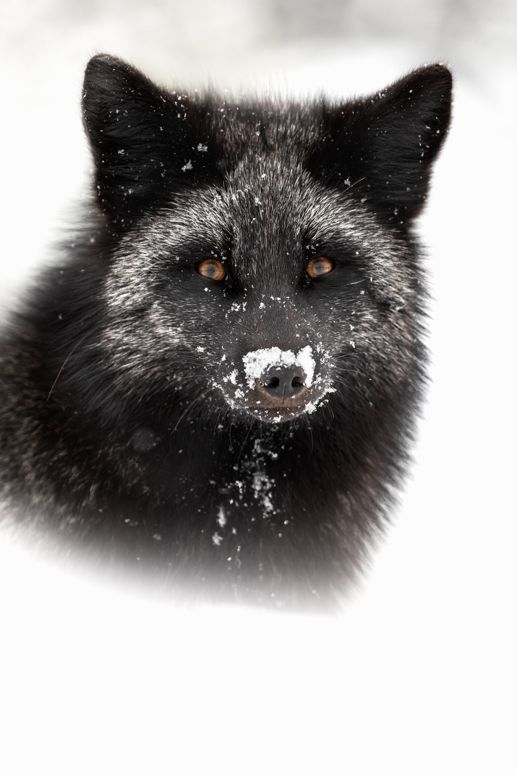 Red Fox - Winter 122