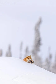 Renard roux - Hiver 124 - Jean-Simon Bégin - Photographe Animalier et Artiste Peintre