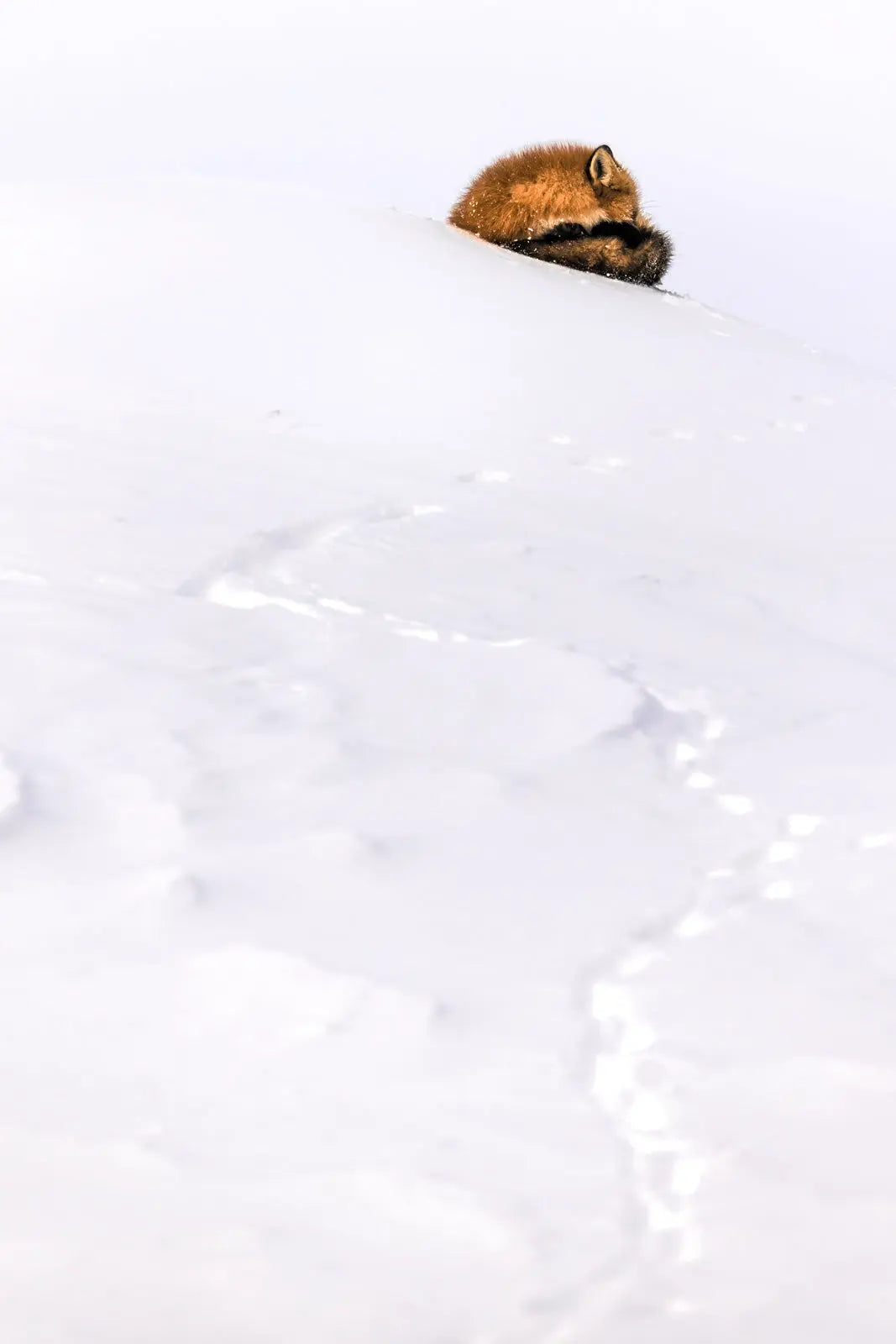 Renard roux - Hiver 125 - Jean-Simon Bégin - Photographe Animalier et Artiste Peintre