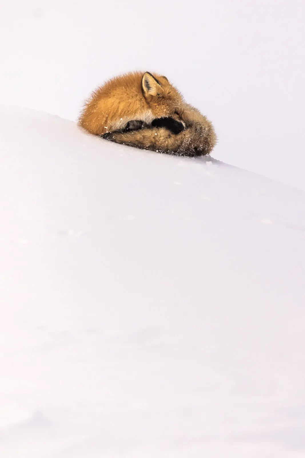 Renard roux - Hiver 127 - Jean-Simon Bégin - Photographe Animalier et Artiste Peintre
