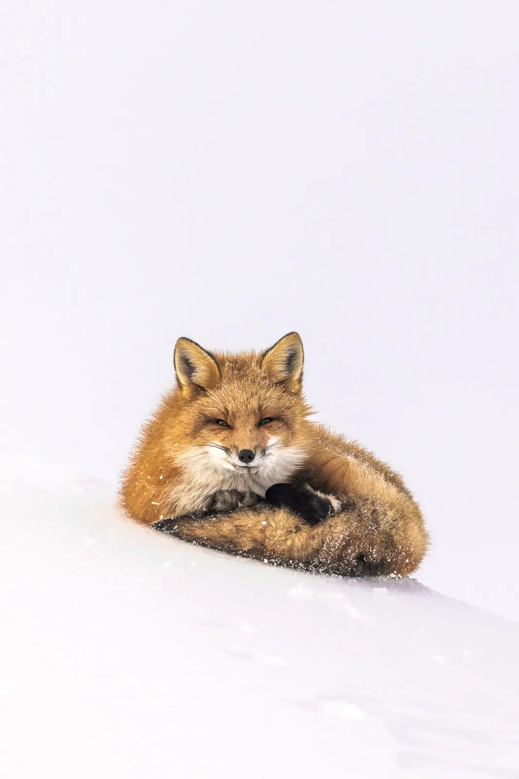 Renard roux - Hiver 128 - Jean-Simon Bégin - Photographe Animalier et Artiste Peintre