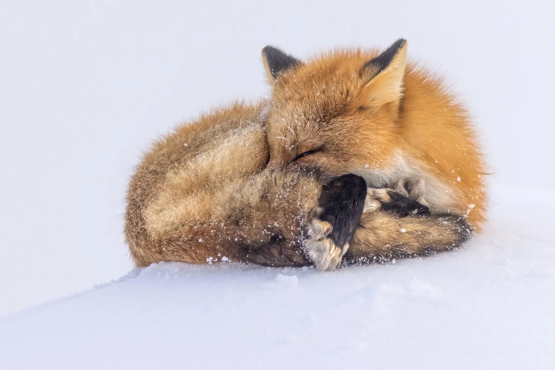 Renard roux - Hiver 129 - Jean-Simon Bégin - Photographe Animalier et Artiste Peintre