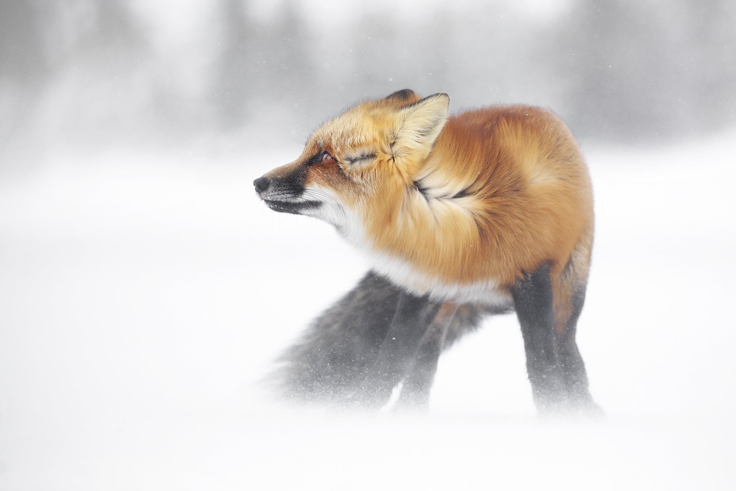 Red Fox - Winter 013