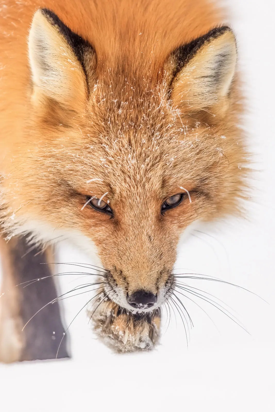 Renard roux - Hiver 131 - Jean-Simon Bégin - Photographe Animalier et Artiste Peintre
