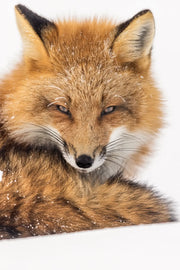 Renard roux - Hiver 133 - Jean-Simon Bégin - Photographe Animalier et Artiste Peintre