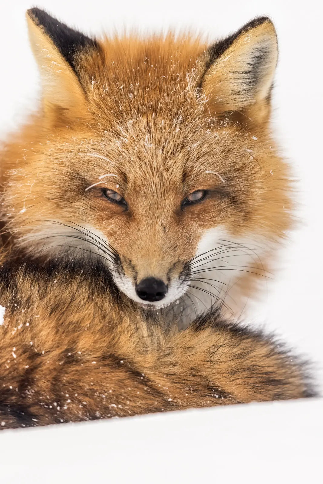 Renard roux - Hiver 133 - Jean-Simon Bégin - Photographe Animalier et Artiste Peintre