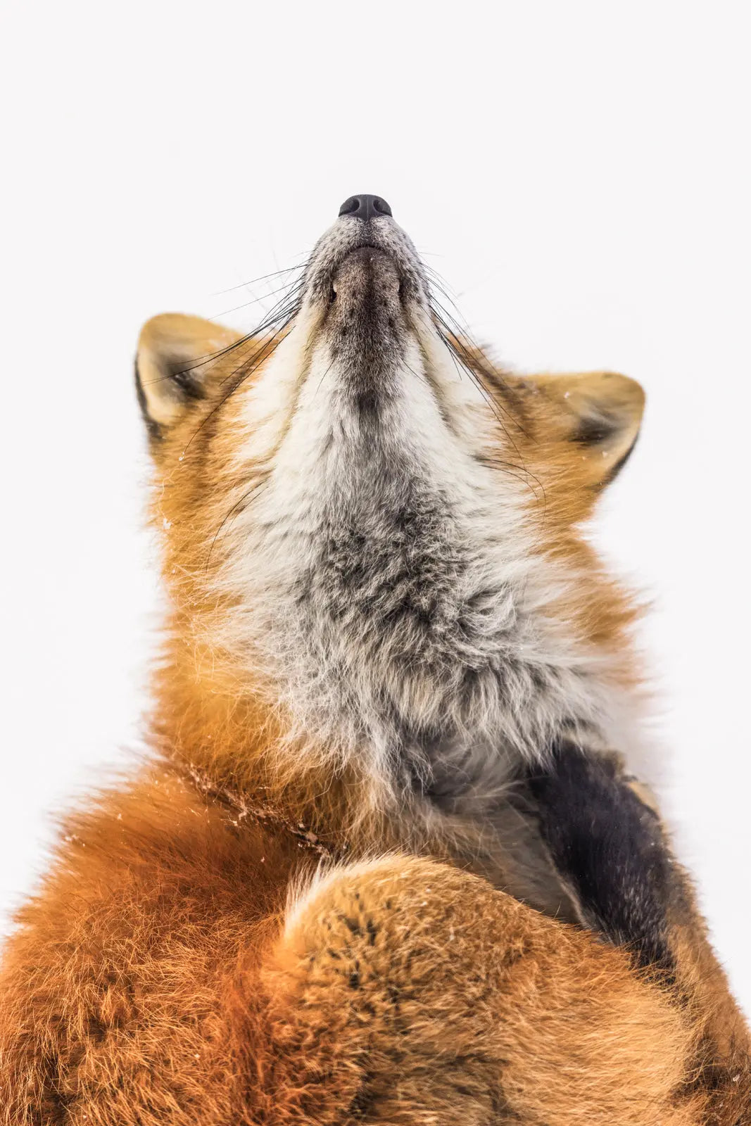 Renard roux - Hiver 134 - Jean-Simon Bégin - Photographe Animalier et Artiste Peintre